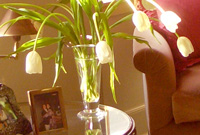 hellertulips200